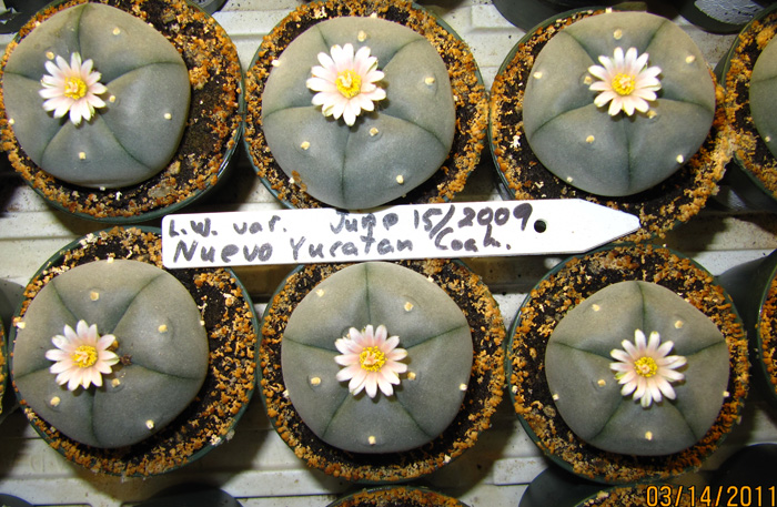 Lophophora Williamsii var. Nuevo Yucatan
